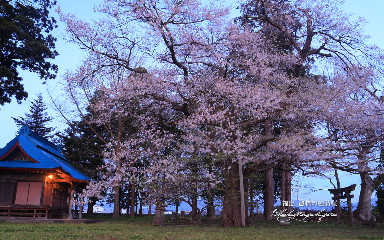 鷺林の種蒔桜 壁紙