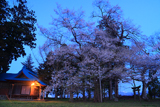 鷺林の種蒔桜
