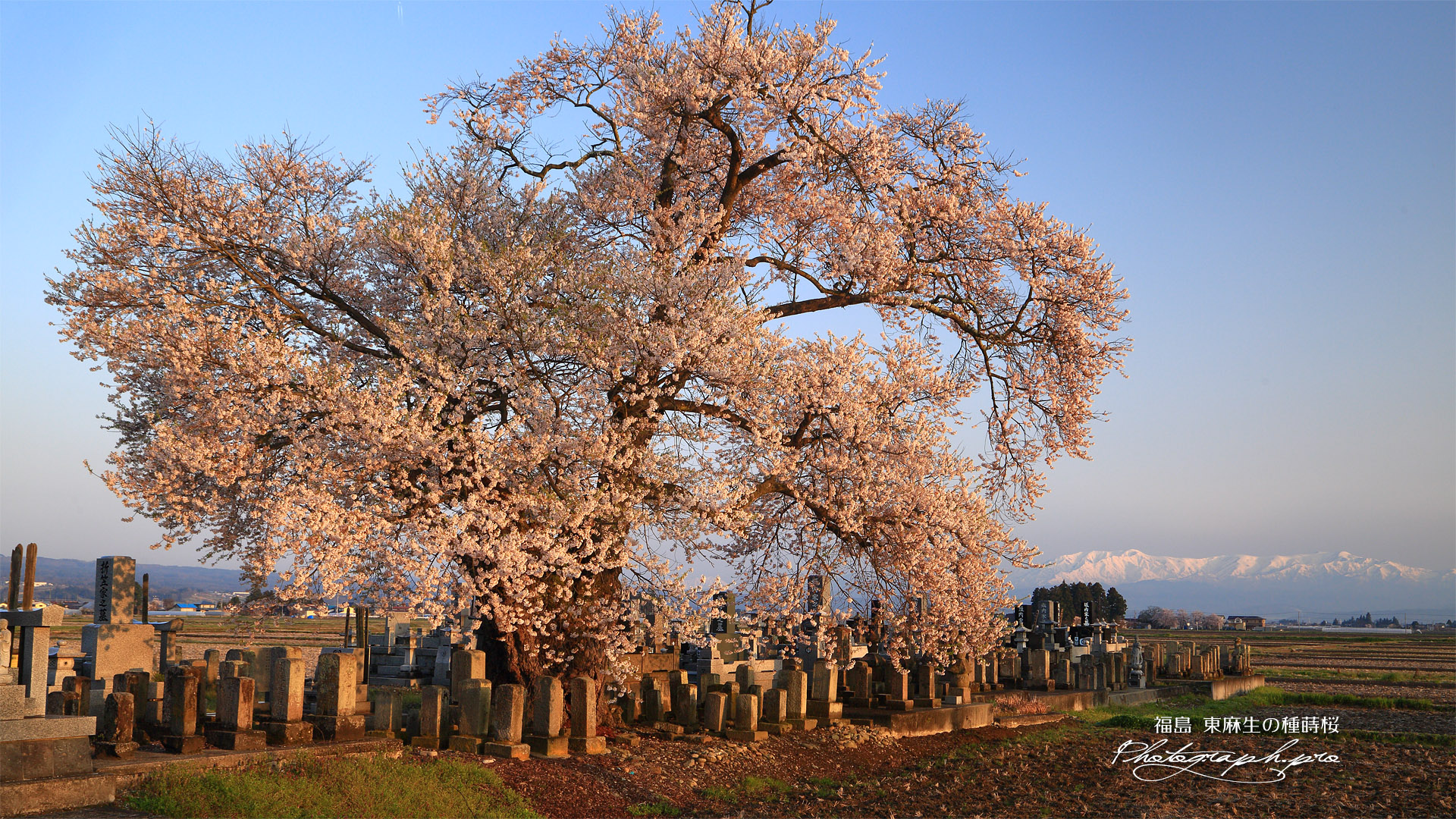東麻生の種蒔桜