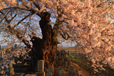 東麻生の種蒔桜
