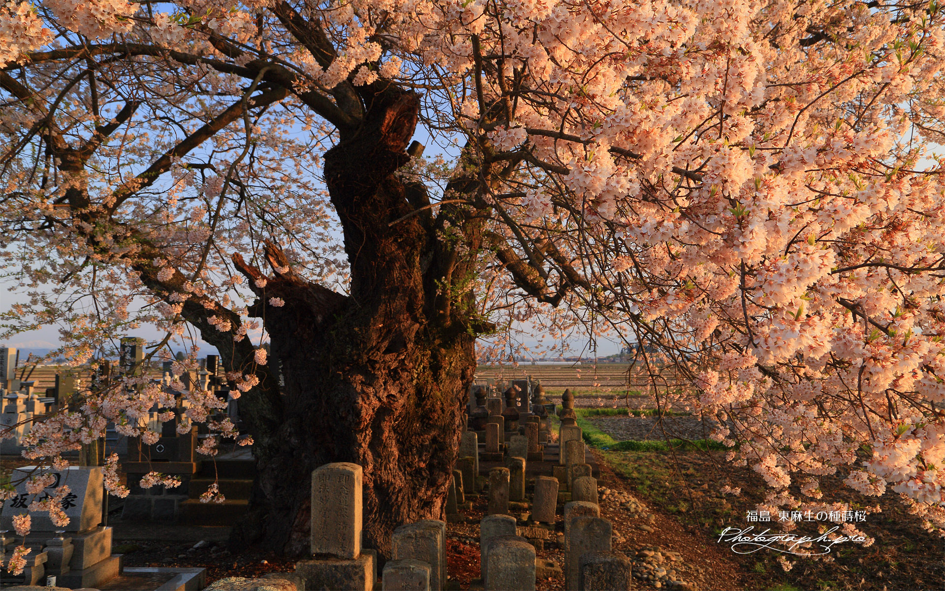 東麻生の種蒔桜