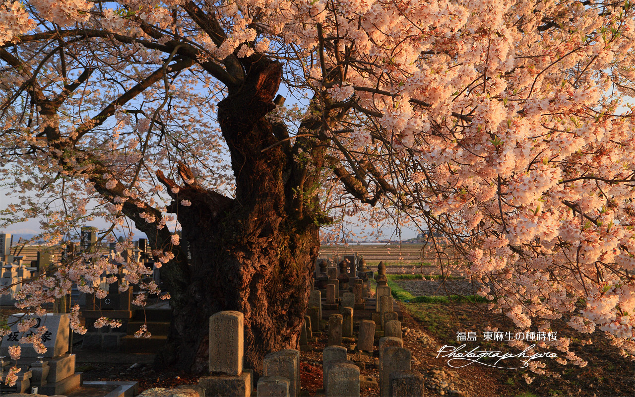 東麻生の種蒔桜 壁紙