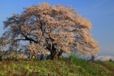 馬ノ墓の種蒔桜