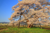 馬ノ墓の種蒔桜