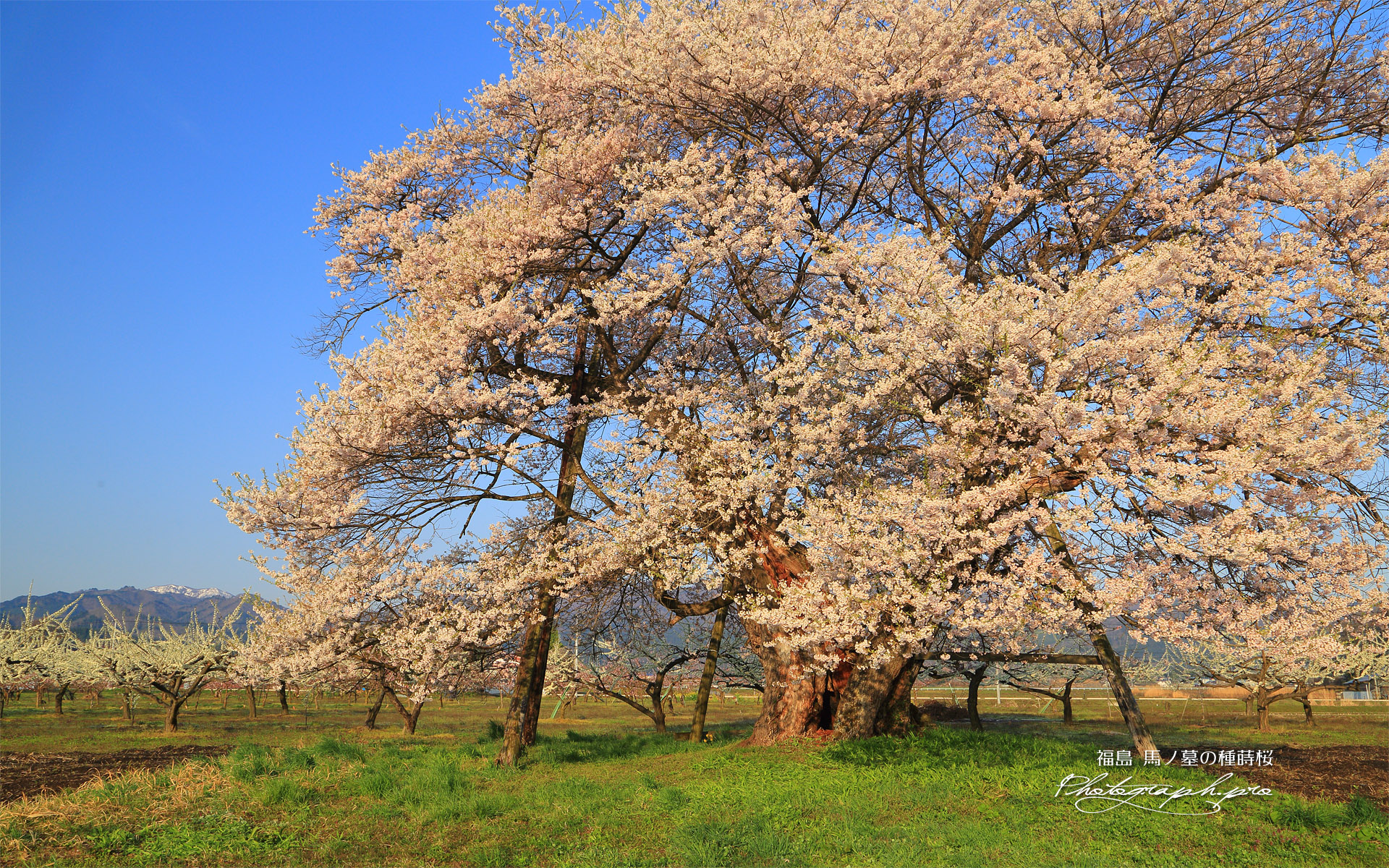 馬ノ墓の種蒔桜