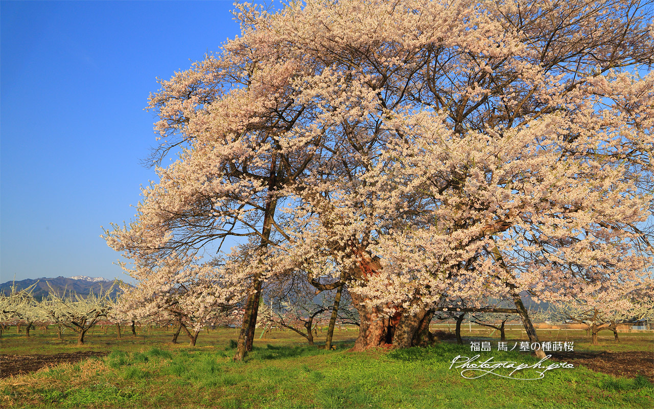 馬ノ墓の種蒔桜 壁紙