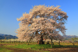 馬ノ墓の種蒔桜