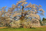 古御田神社の種蒔桜