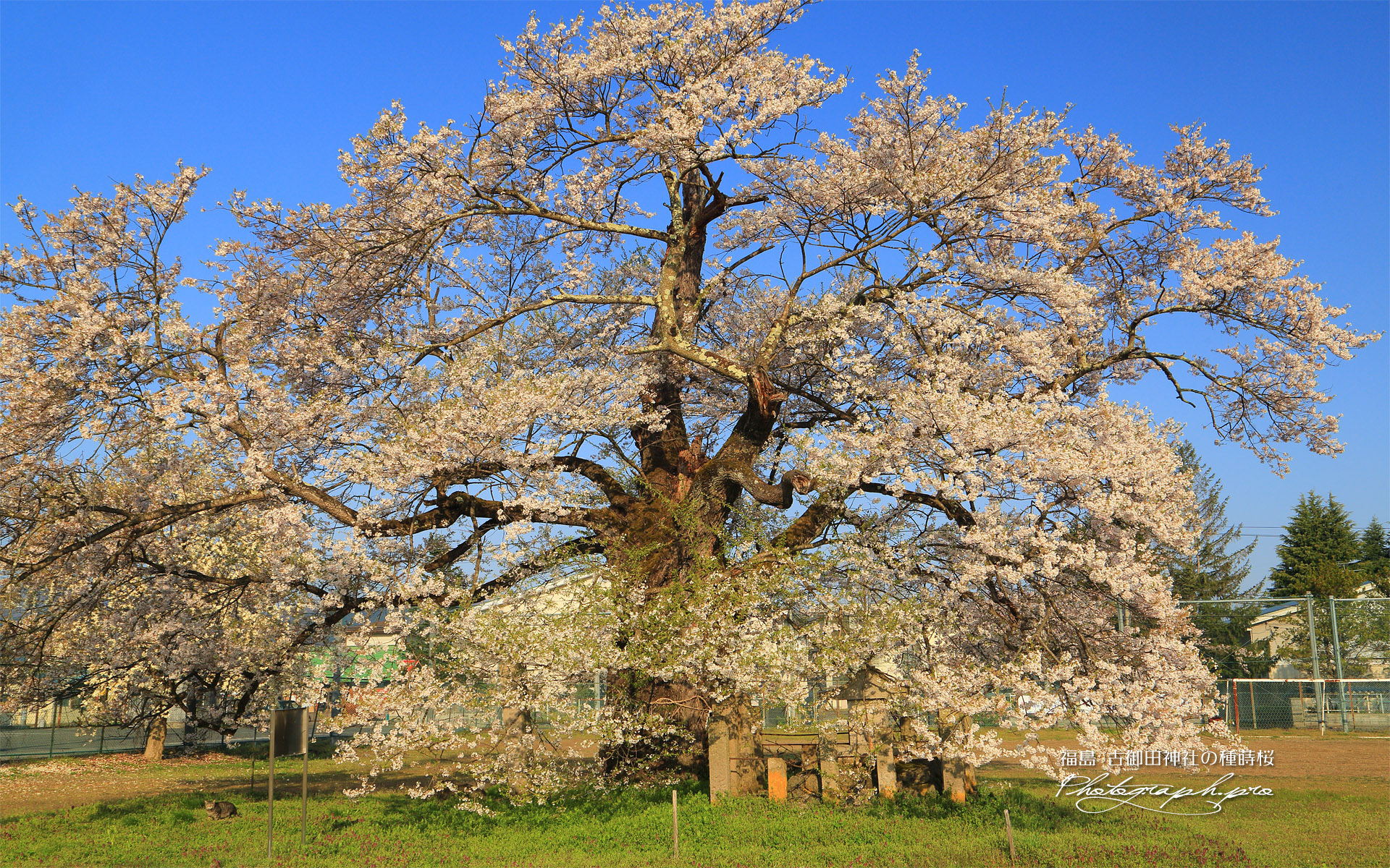 古御田神社の種蒔桜