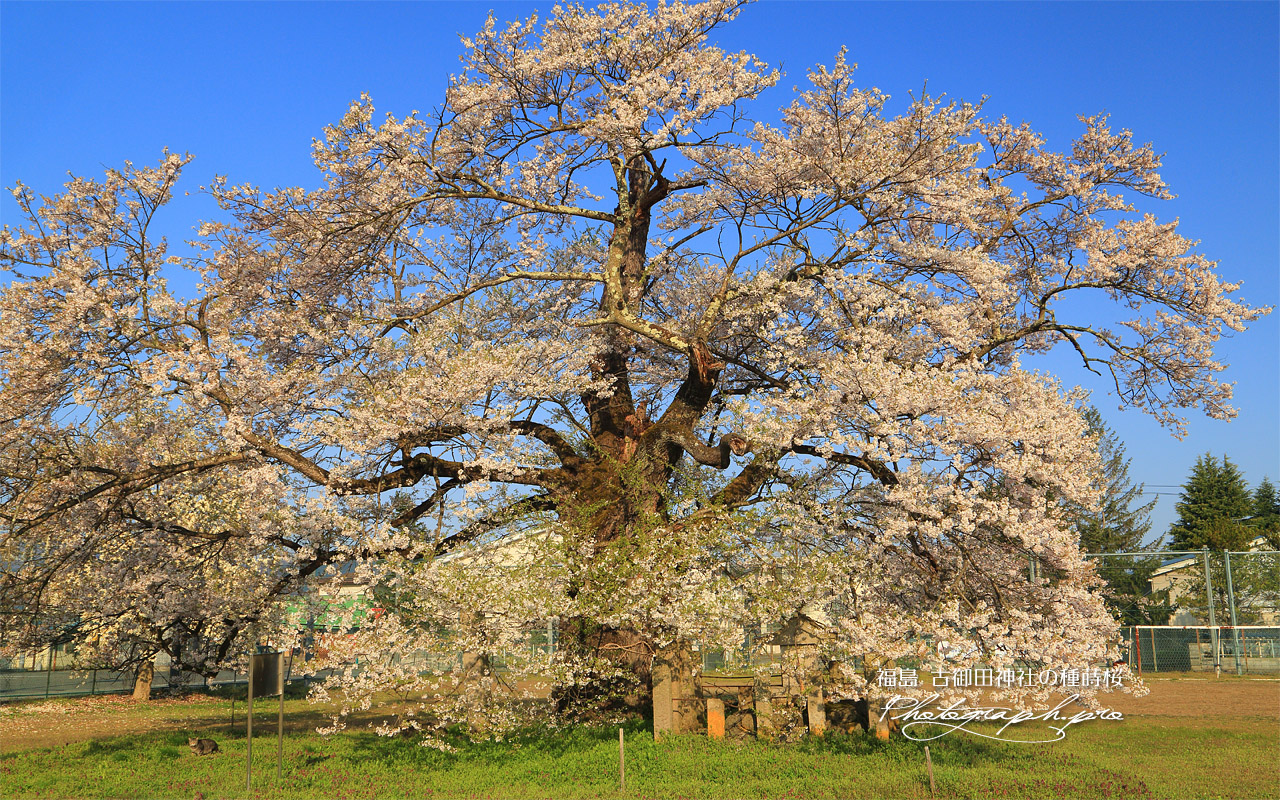 古御田神社の種蒔桜 壁紙
