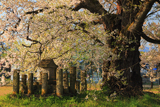 古御田神社の種蒔桜