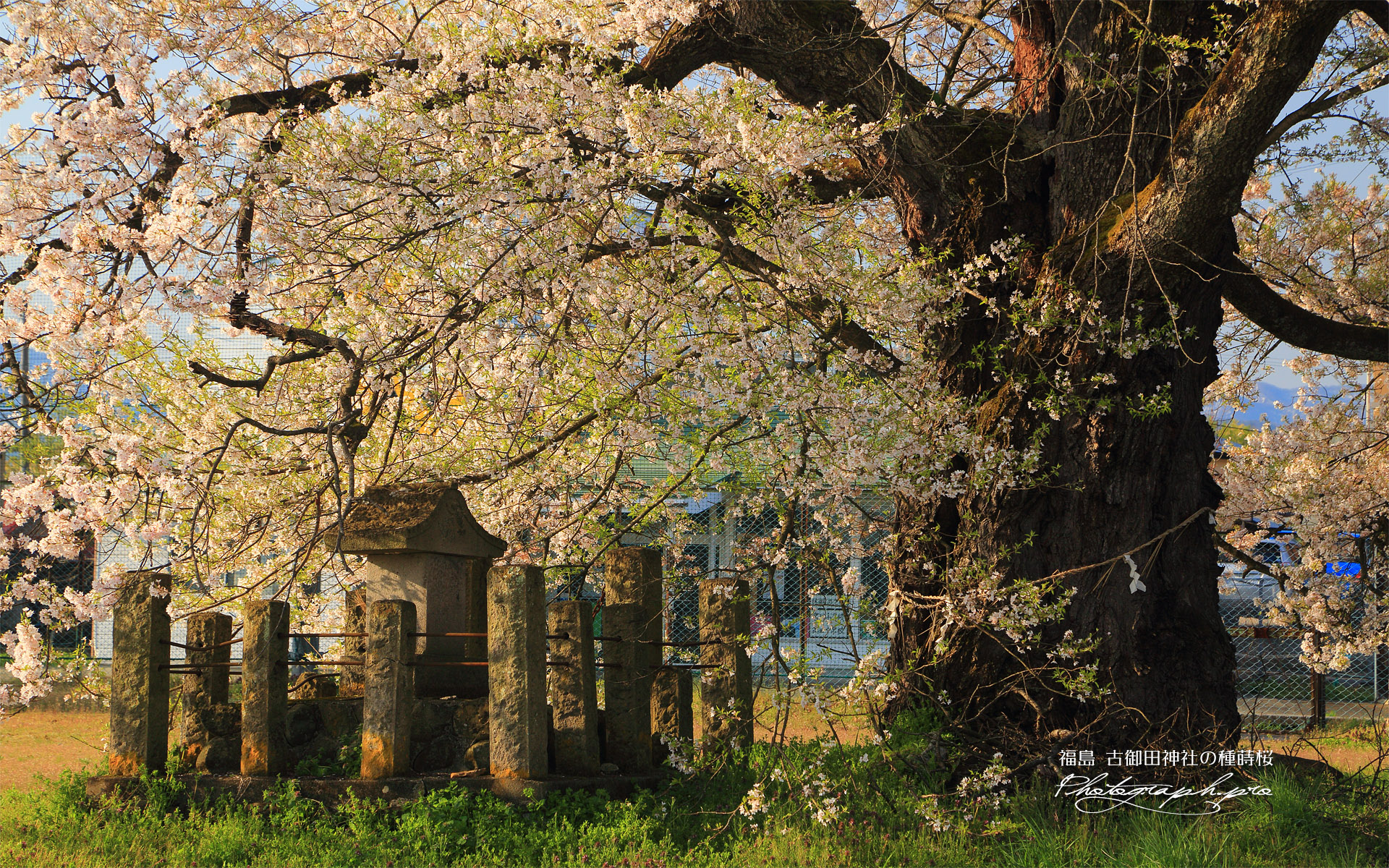 古御田神社の種蒔桜