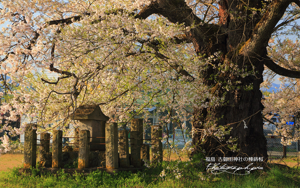 古御田神社の種蒔桜 壁紙
