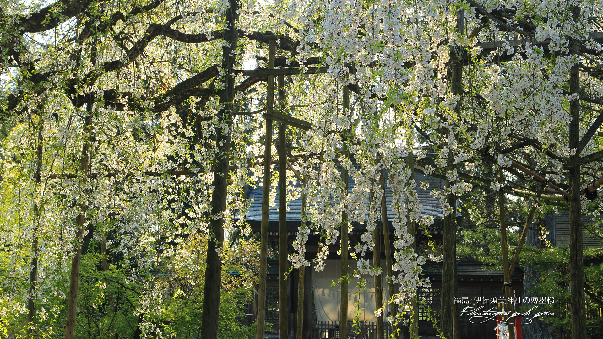 伊佐須美神社の薄墨桜