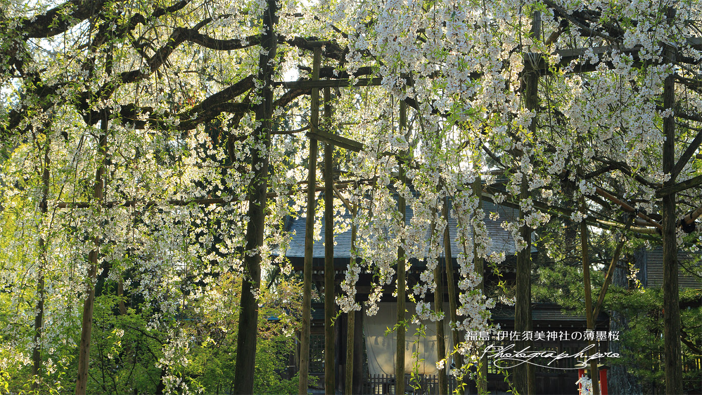 伊佐須美神社の薄墨桜 壁紙