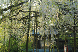 伊佐須美神社の薄墨桜