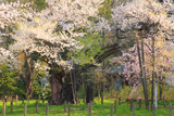 伊佐須美神社の神代桜
