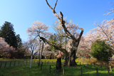 伊佐須美神社の神代桜