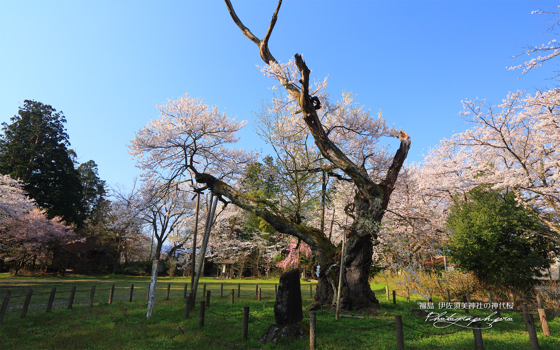 伊佐須美神社の神代桜
