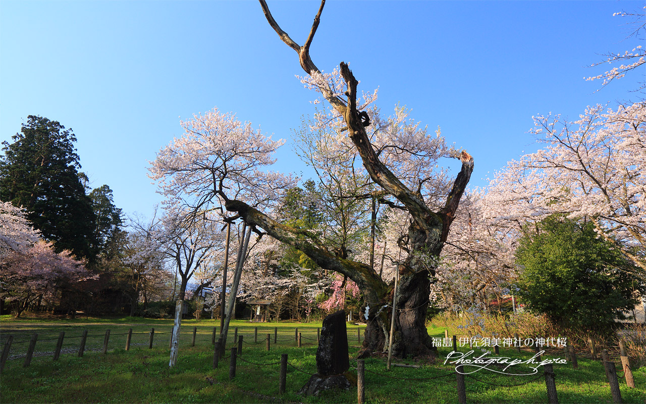 伊佐須美神社の神代桜 壁紙