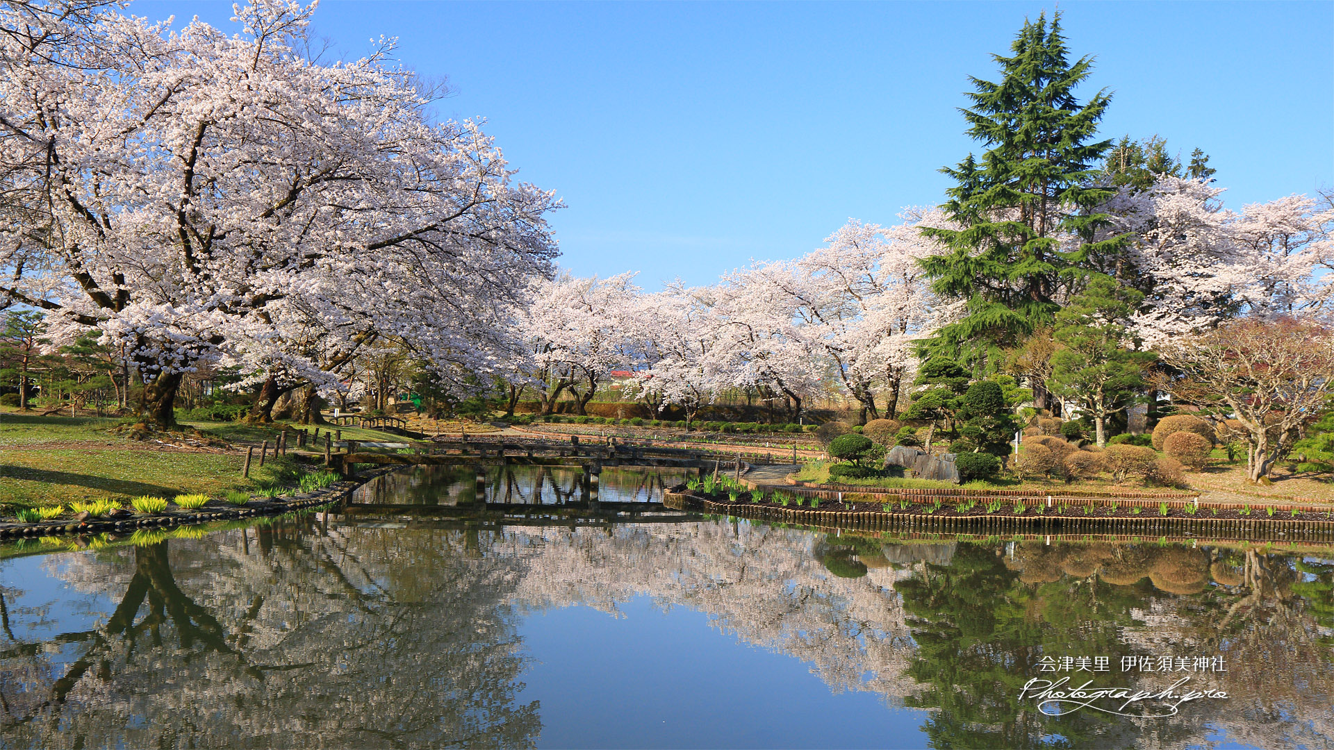 伊佐須美神社の桜
