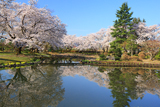 伊佐須美神社の桜