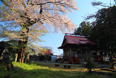清龍寺の知恵桜