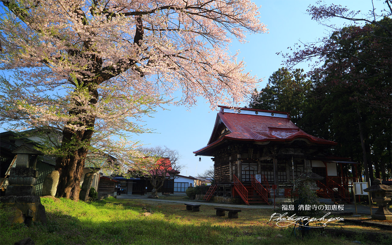 清龍寺の知恵桜 壁紙