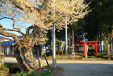 伊佐須美神社の桜