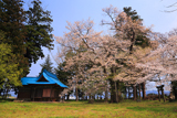 鷺林の種蒔桜