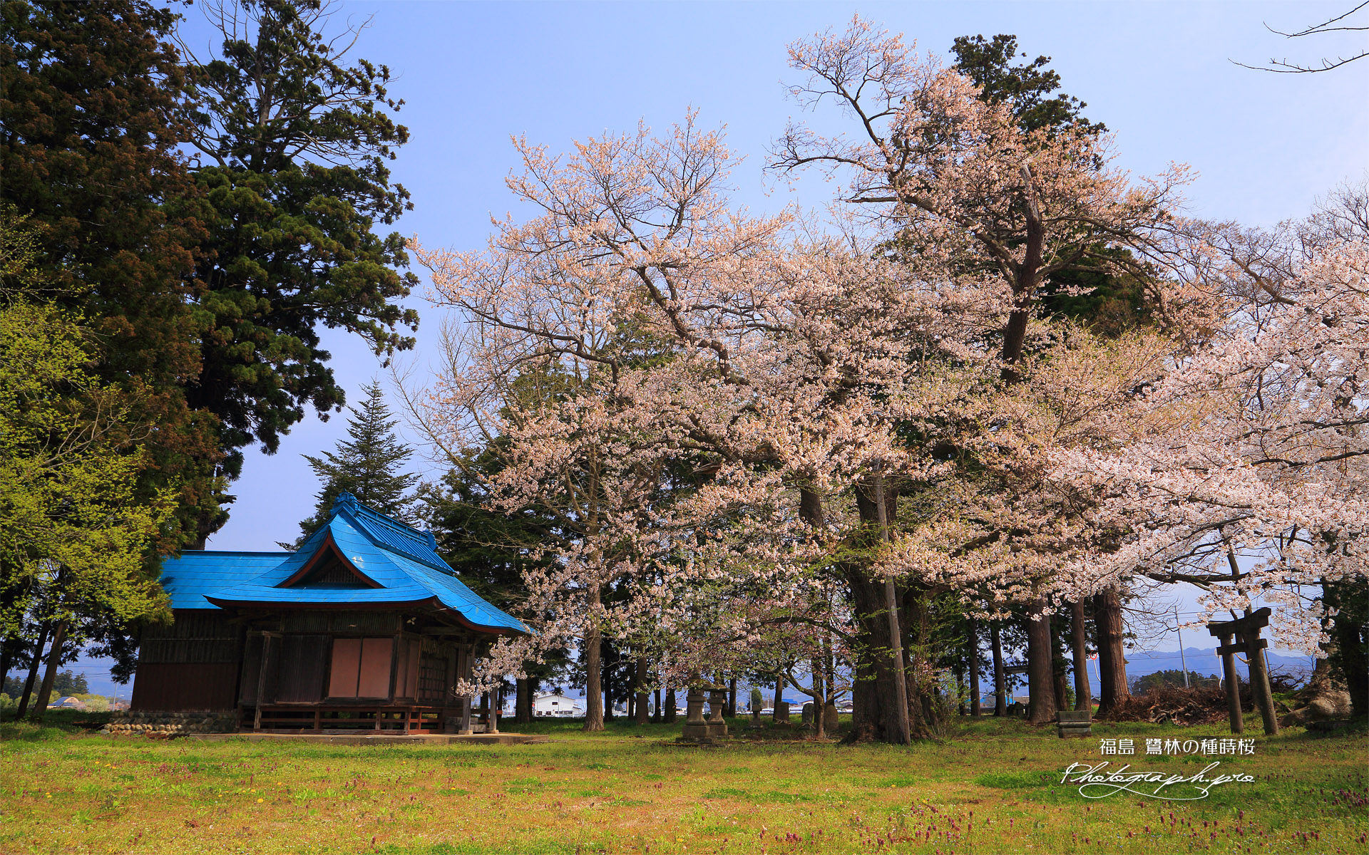 鷺林の種蒔桜