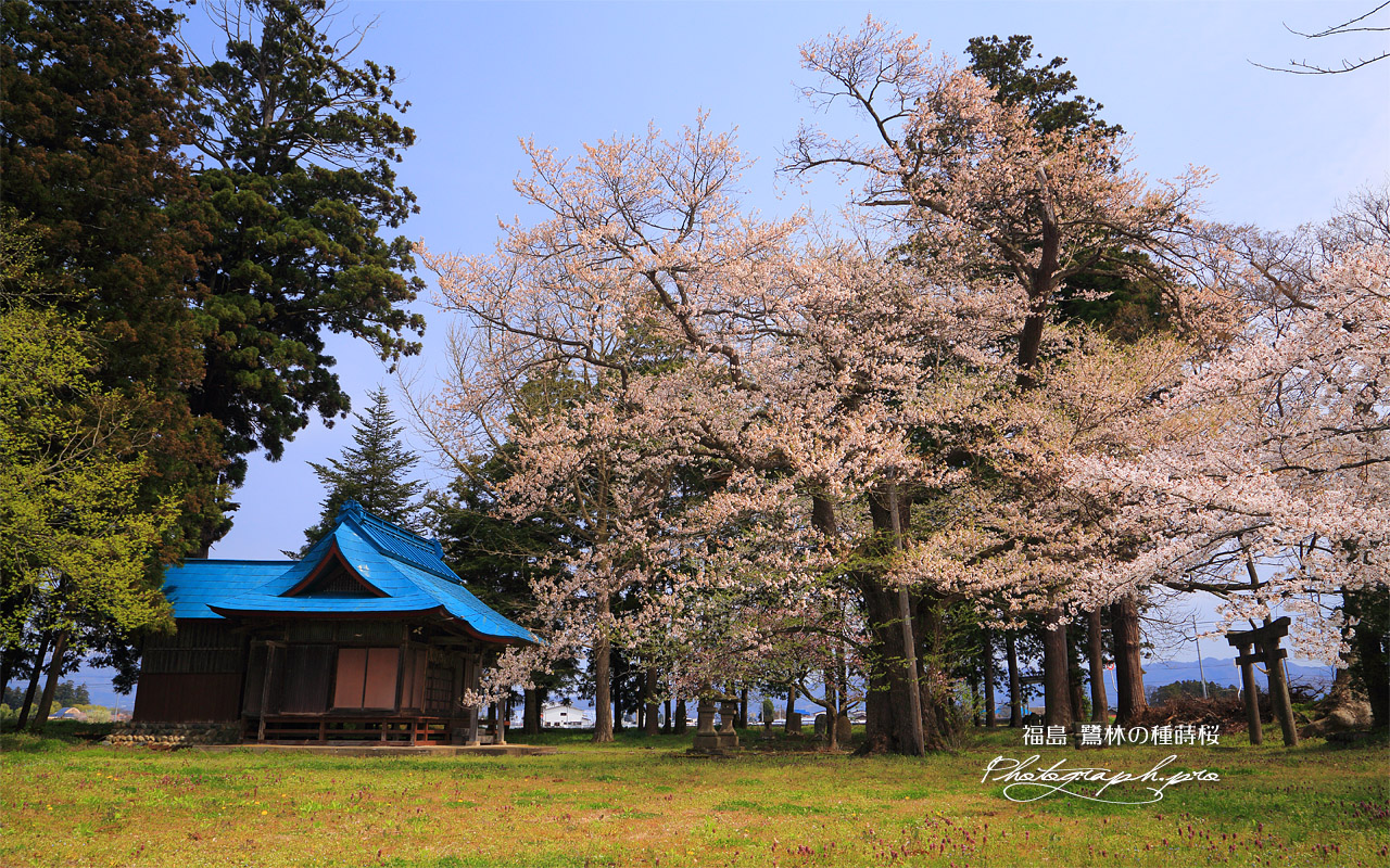 鷺林の種蒔桜 壁紙