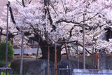 石割桜