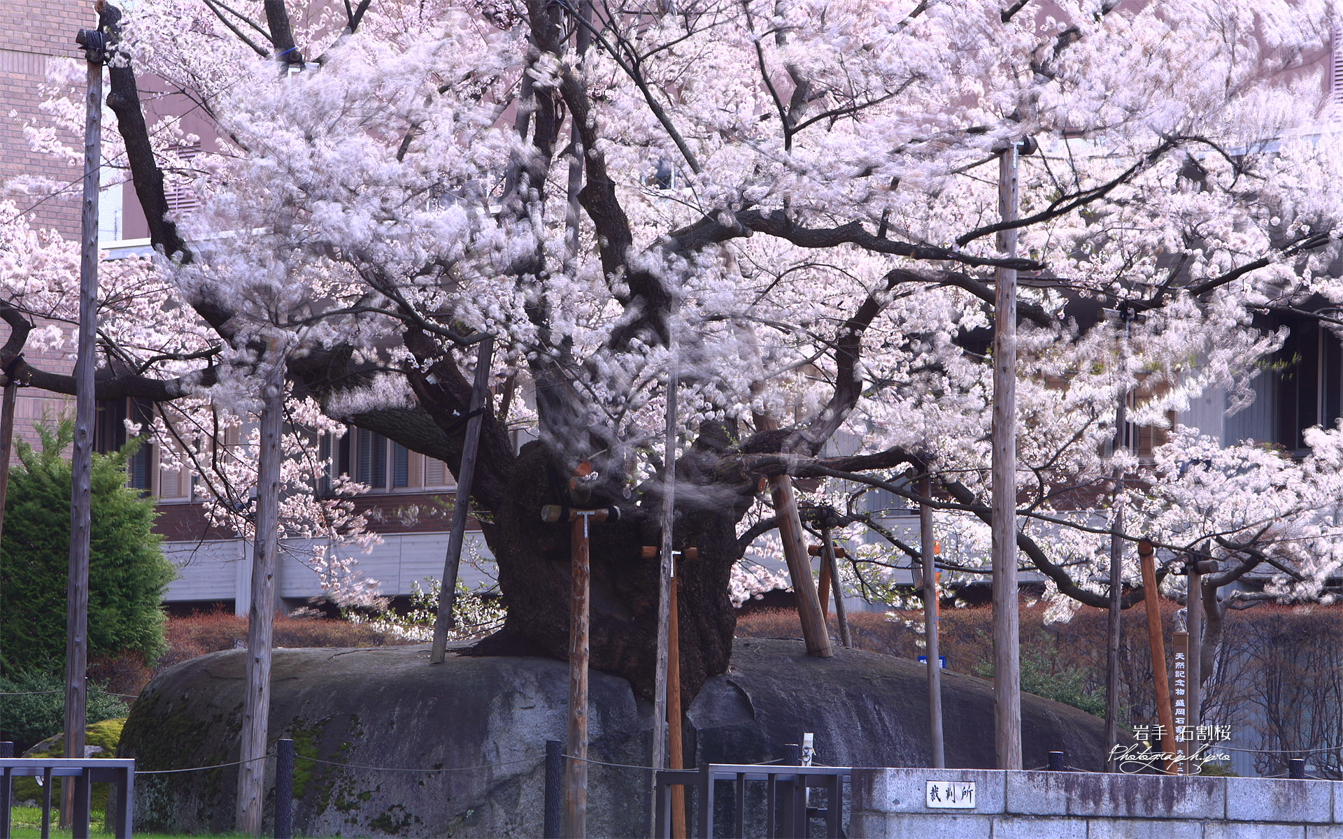 石割桜