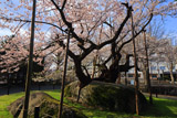 石割桜