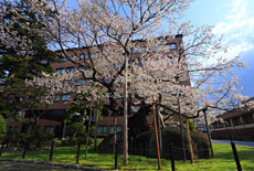 石割桜