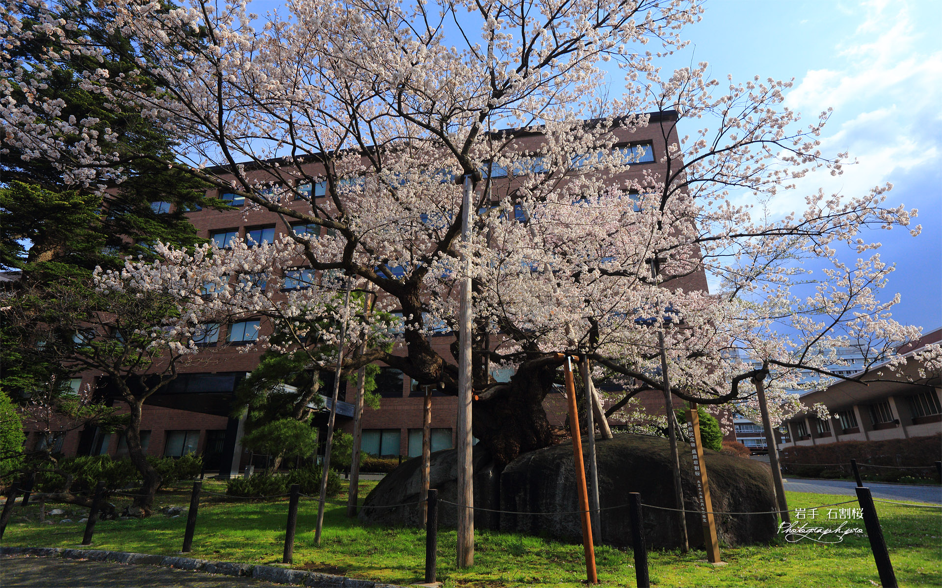 石割桜