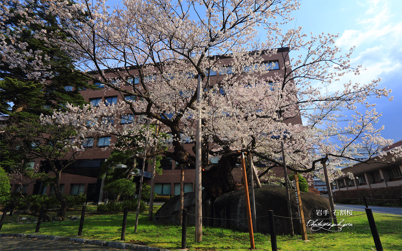 石割桜 壁紙