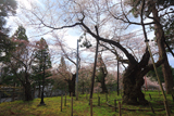 岩手公園のエドヒガン