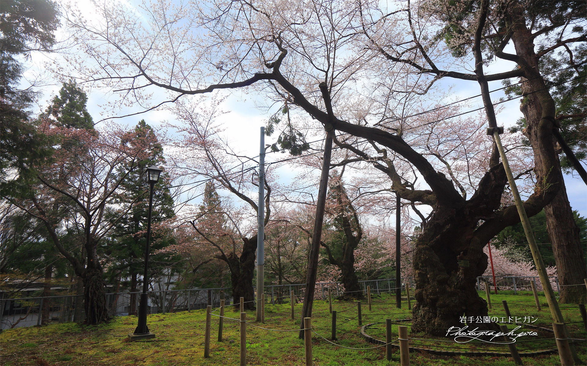 岩手公園のエドヒガン