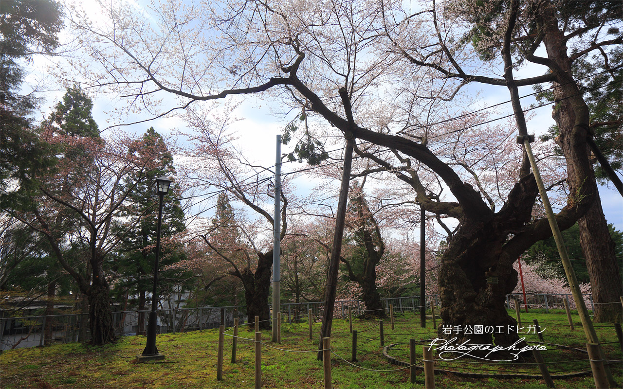 岩手公園のエドヒガン 壁紙