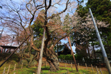 岩手公園のエドヒガン