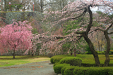 盛岡城跡公園の枝垂れ桜
