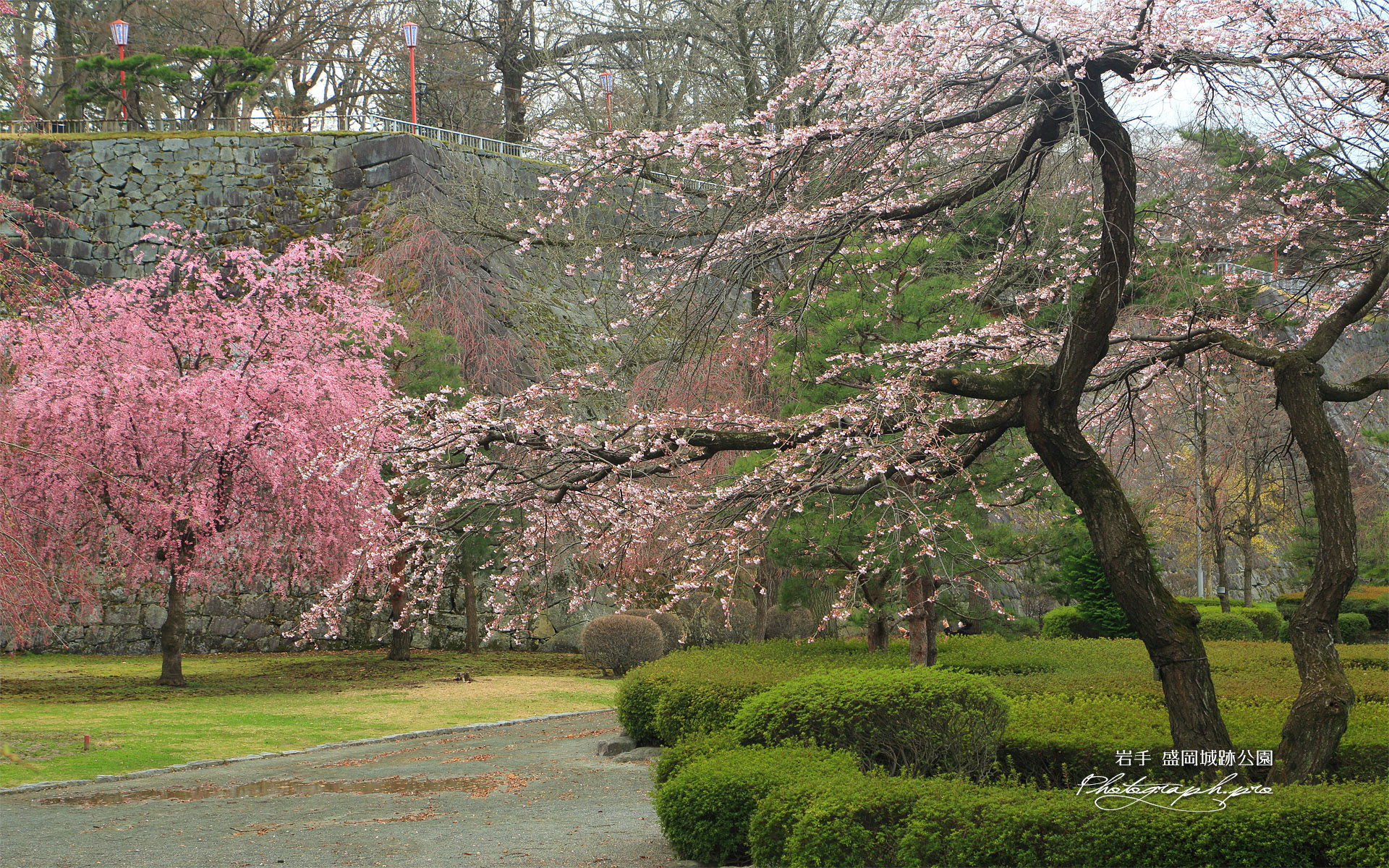 盛岡城跡公園の枝垂れ桜
