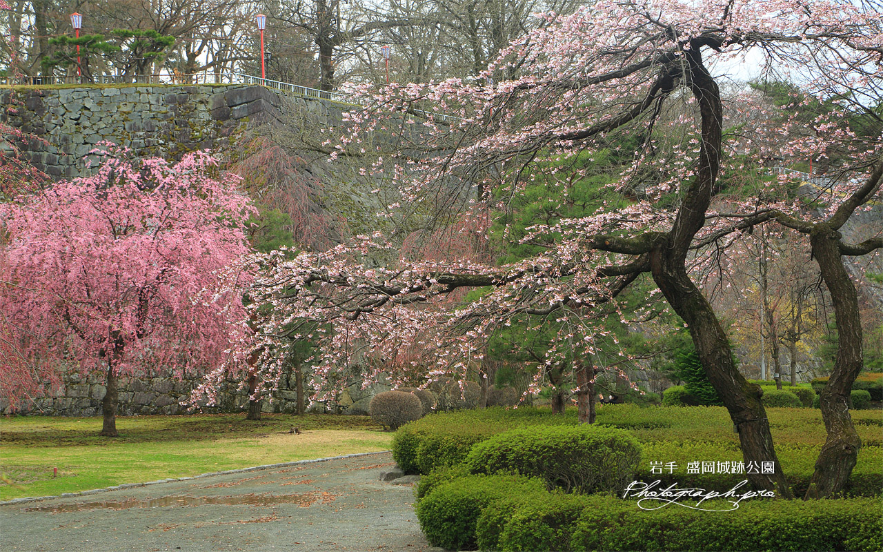 盛岡城跡公園の枝垂れ桜 壁紙