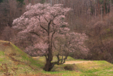 小鵇ヶ清水の桜