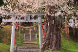愛宕神社の種蒔き桜