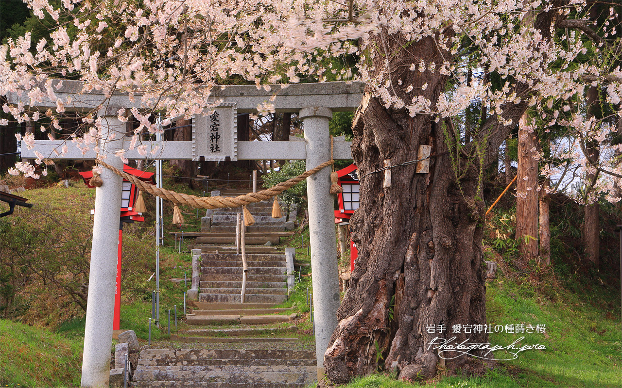 愛宕神社の種蒔き桜 壁紙