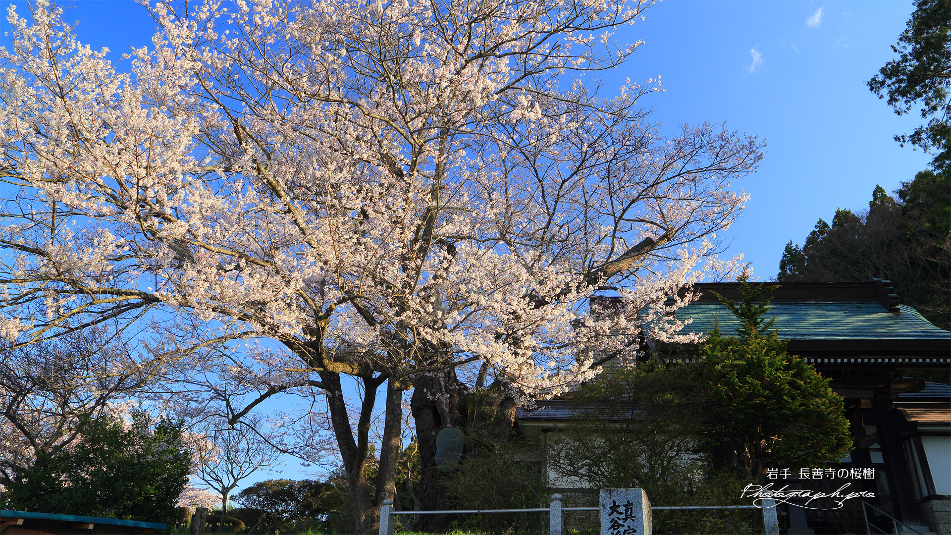 長善寺の桜樹