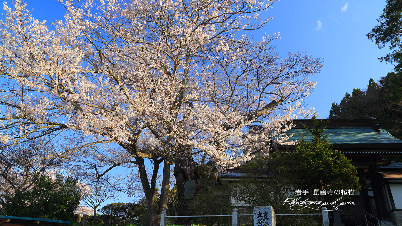 長善寺の桜樹 壁紙